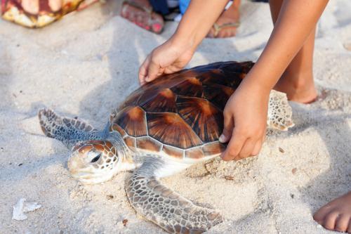 All invited to save the ocean with Laguna Phuket’s 20th annual Sea Turtle Release