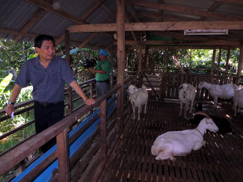 Governor eyes Phuket goat market potential [VIDEO] | Thaiger