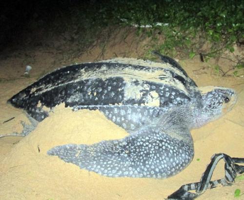 Beach north of Phuket crawling with baby turtles