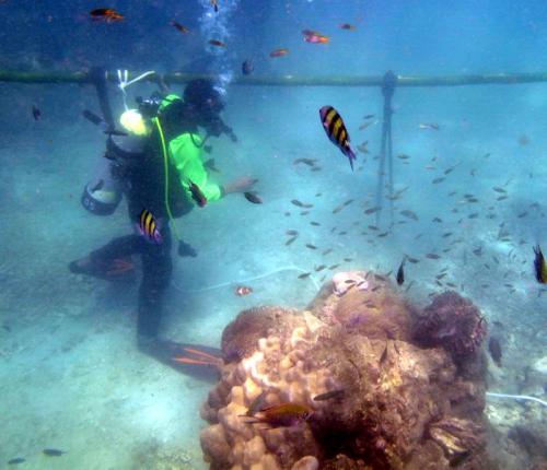 Corals allegedly damaged by seawalking company to take years to grow back