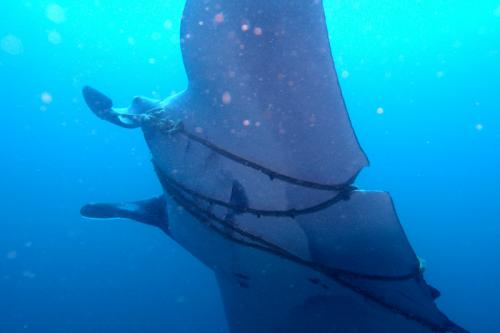 Entangled manta ray ensnares international attention