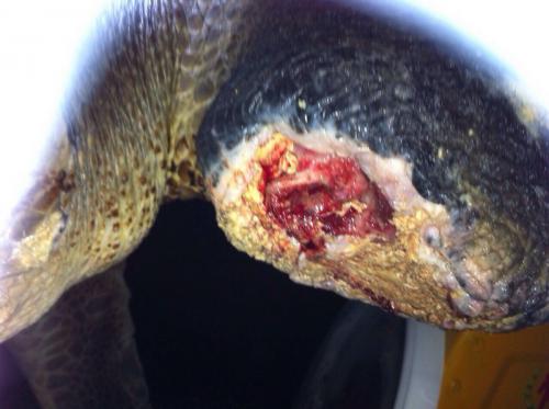 Video Report: Sea turtles beach in Phuket with propeller, fishnet injuries