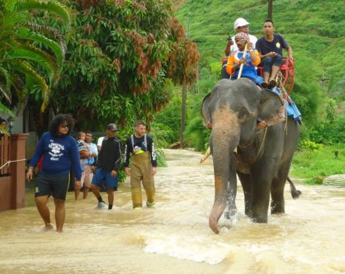 Elephants rescue tourists stranded in Phang Nga jungle