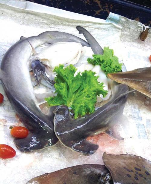 Concern piqued by fetus hammerhead sharks on display at Phuket restaurant