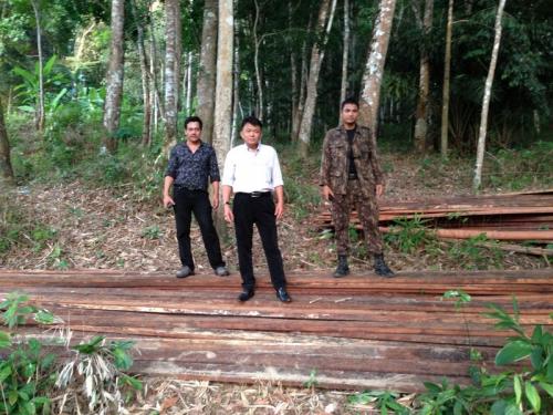 Phuket raid uncovers illegal logging camp