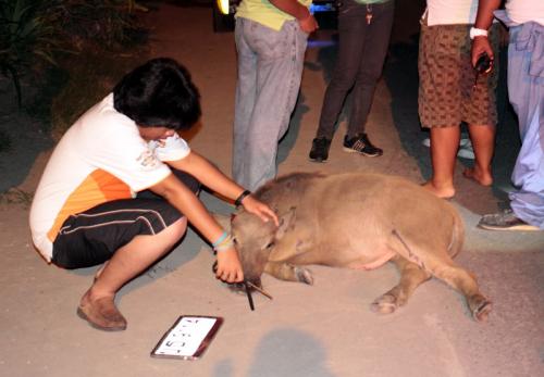 Baby buffalo killed in Phuket hit-and-run, owner blamed