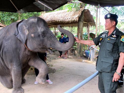 Phuket elephant smugglers head to court, arrest of officials sought