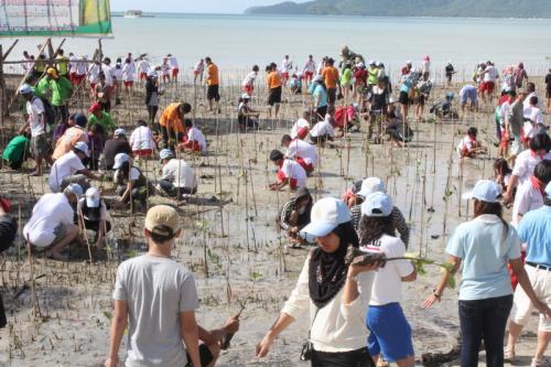 Phuket plants 24k mangrove seedlings to honor HM Queen Sirikit