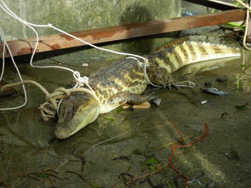 Gone fishing: Man snags Siamese crocodile at Phuket pond