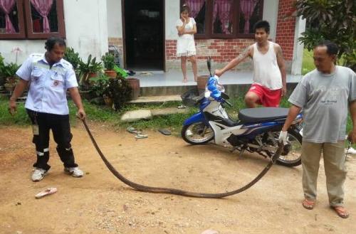 Heavy Phuket rains send snake slithering for shelter