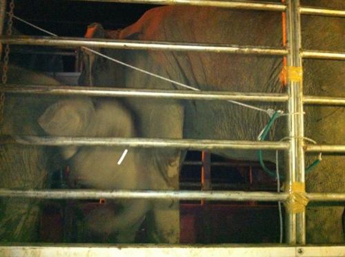 Elephant smugglers caught at work in Phuket