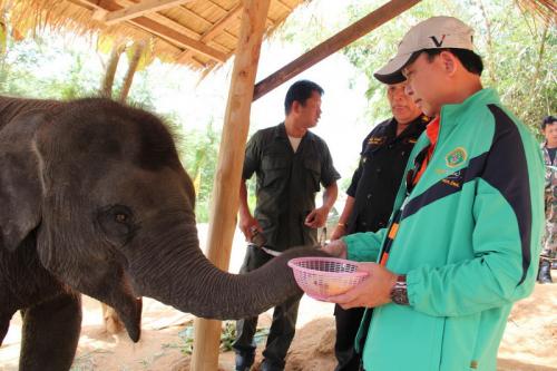 Police pin down suspect in Phuket elephant smuggling ring