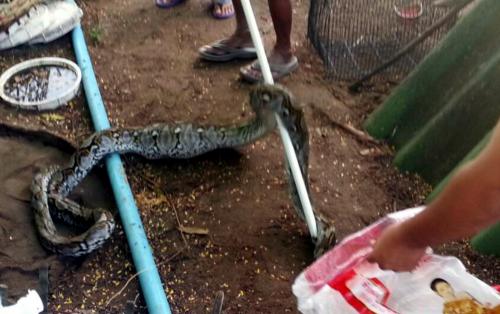 Phuket python accused of fowl play