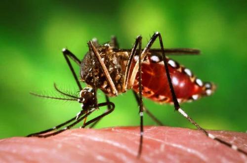 PPHO issues warning over Phuket rainy season Dengue Fever deaths