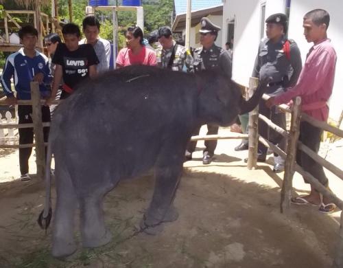 More trekking elephants suspected illegal in Phang Nga raids