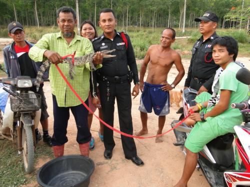 Luckless fisherman lands crocodile in Phuket heartland