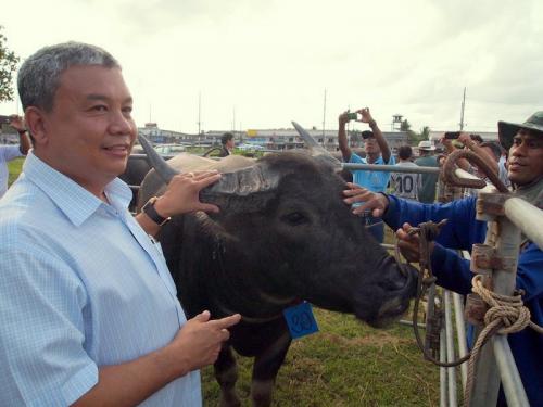 Phuket hits high on buffalo agenda