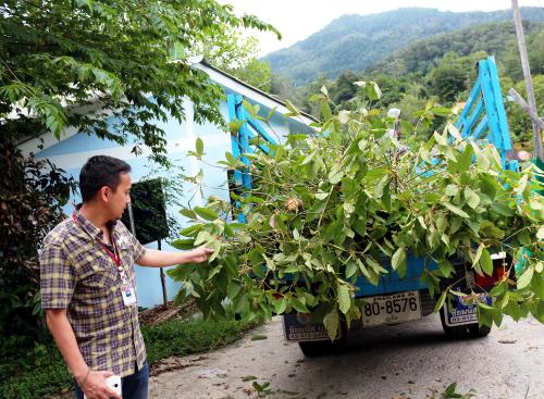 Phuket kratom plantation cleared