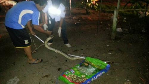 Phuket python chokes the chicken