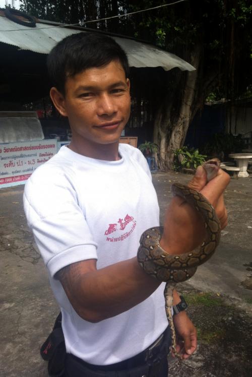 Phuket Pythons: “Magic’ baby snake appears in locked locker