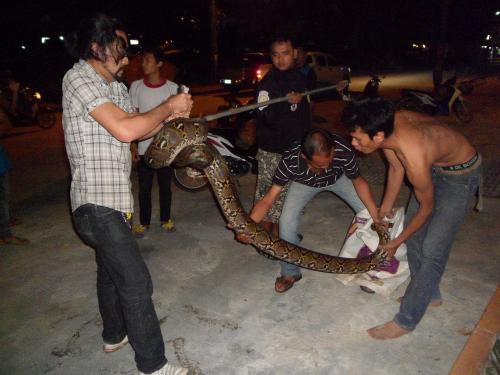 Rescue workers bag a pair of Phuket pythons