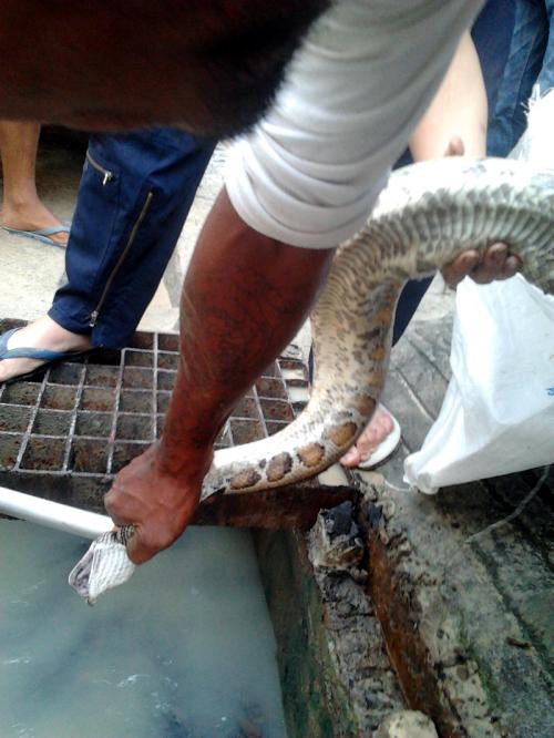 Phuket Python excites early morning Patong crowd