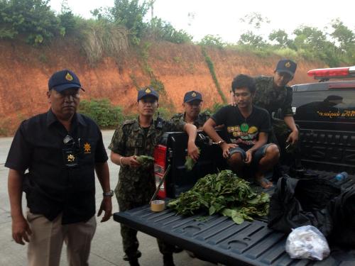 Phuket officials bag six kratom, dope peddlers in 24 hours