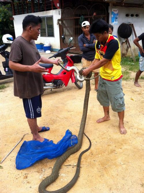 VIDEO REPORT: Phuket king cobra attempts to swallow baby python for breakfast