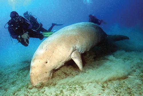 Dugong not dying for sex