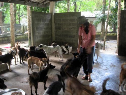 Phuket Opinion: Tough love for Phuket stray dogs