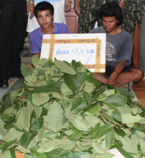 Two arrested as Phuket bus delivers nearly 10kg of kratom