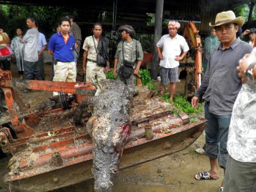 Officials shoot fierce croc escaped from farm north of Phuket