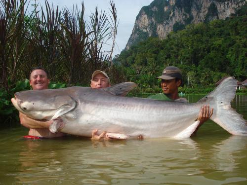 Krabi carp monster set to break world record