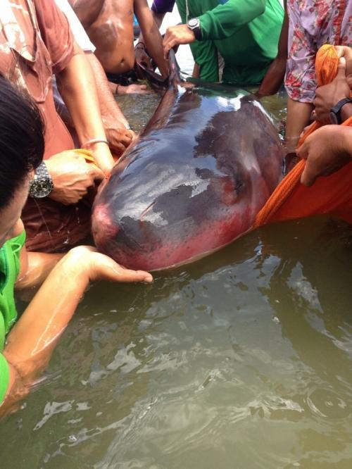 Dwarf sperm whale treated, released in Patong