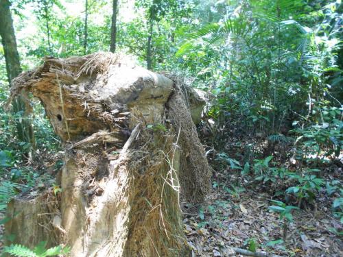 Phuket park rangers to step up patrols to stave off tree bandits