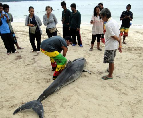 Bottlenose dolphin, rare in Phuket, found dead