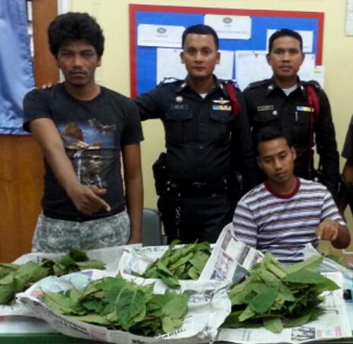 Kratom user rats out Phuket drug dealer