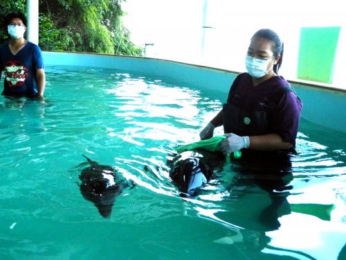 Rescued baby dolphin and mother losing deadly battle at Phuket Marine Biological Center