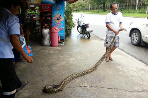 Huge Phuket python caught seeking shelter