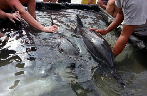 Three beached dolphins treated and released in Phang Nga