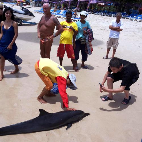 Despite rescue efforts, dolphin beached at Patong dies