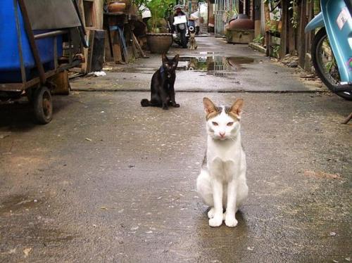 Phuket Gazette Thailand News: Cat meat trade discovered