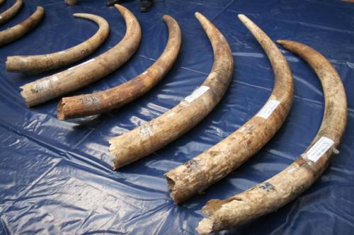 Thailand News: DiCaprio calls for ivory ban as DNP tries to better regulate trade