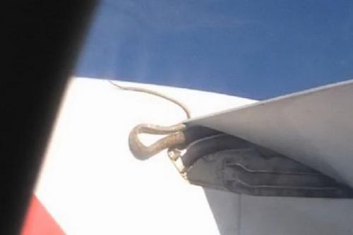 Snake hitches ride on Qantas flight to Papua New Guinea