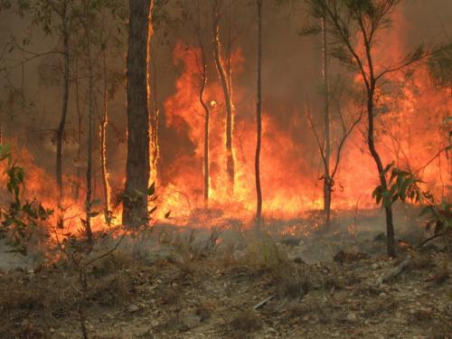 World News: Fire fears as temperatures soar in New South Wales