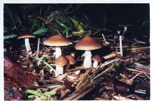 Phuket Gazette World News: Prof Nutt mad at magic mushroom testing stall