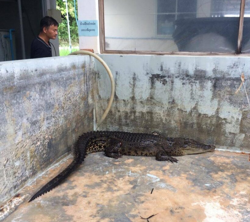 Crocodile being cared for after two day hunt