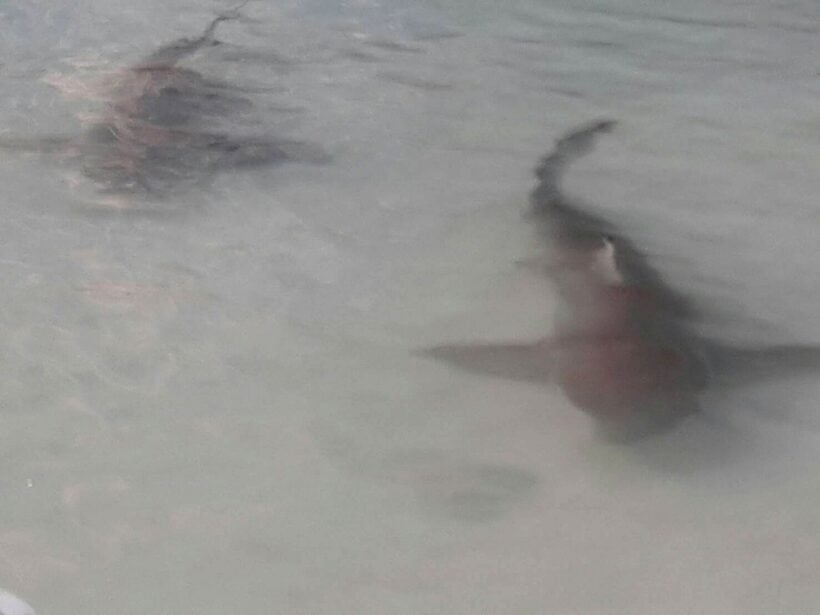 Ten reef sharks found off Phuket