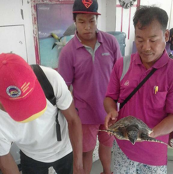 Hawksbill Sea Turtles saved from trawler nets