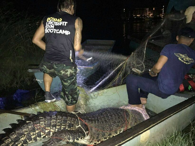 Bang Tao Croc Captured. Week-long search over.